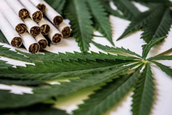 cbd cigarettes next to cannabis leaves